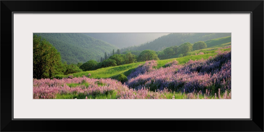 Panoramic print of wildflowers on a hill in a park with rolling mountains in the distance.