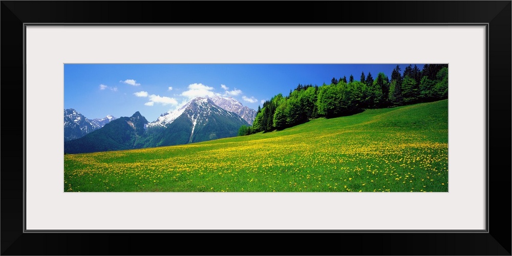 Horizontal image on canvas of a field of wildflowers with rugged mountains and a forest in the distance.