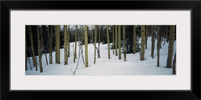 Spruce trees among quaking aspen trees in deep snow, Alaska