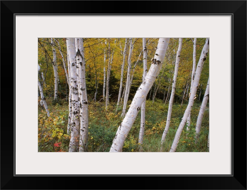 Decorative artwork of a thick forest with numerous birch tree trunks scattered throughout the picture.