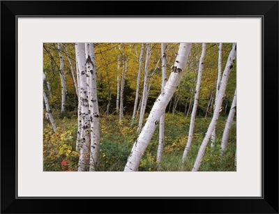 Stand Of White Birch Trees