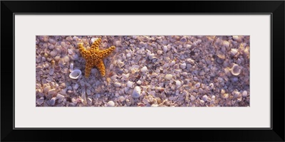 Starfish on the beach, Lovers Key State Park, Fort Myers Beach, Gulf of Mexico, Florida