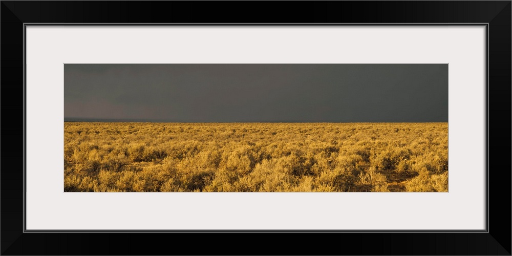 Storm cloud over a field of sagebrush, Taos, New Mexico