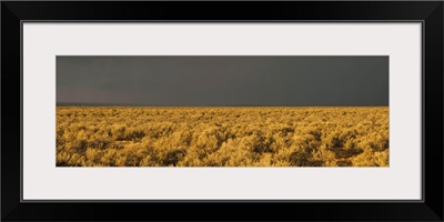 Storm cloud over a field of sagebrush, Taos, New Mexico