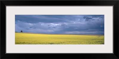 Storm Mustard (Rape) Field France