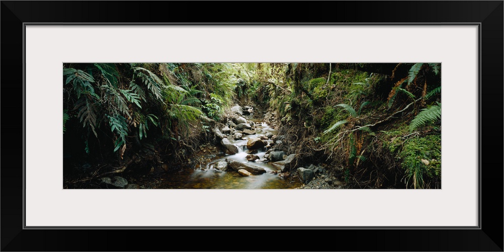 Stream flowing in a forest, Milford Sound, Fiordland National Park, South Island, New Zealand