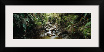 Stream flowing in a forest, Milford Sound, Fiordland National Park, South Island, New Zealand