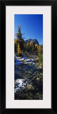 Stream flowing in a forest, Mount Assiniboine Provincial Park, border of Alberta and British Columbia, Canada