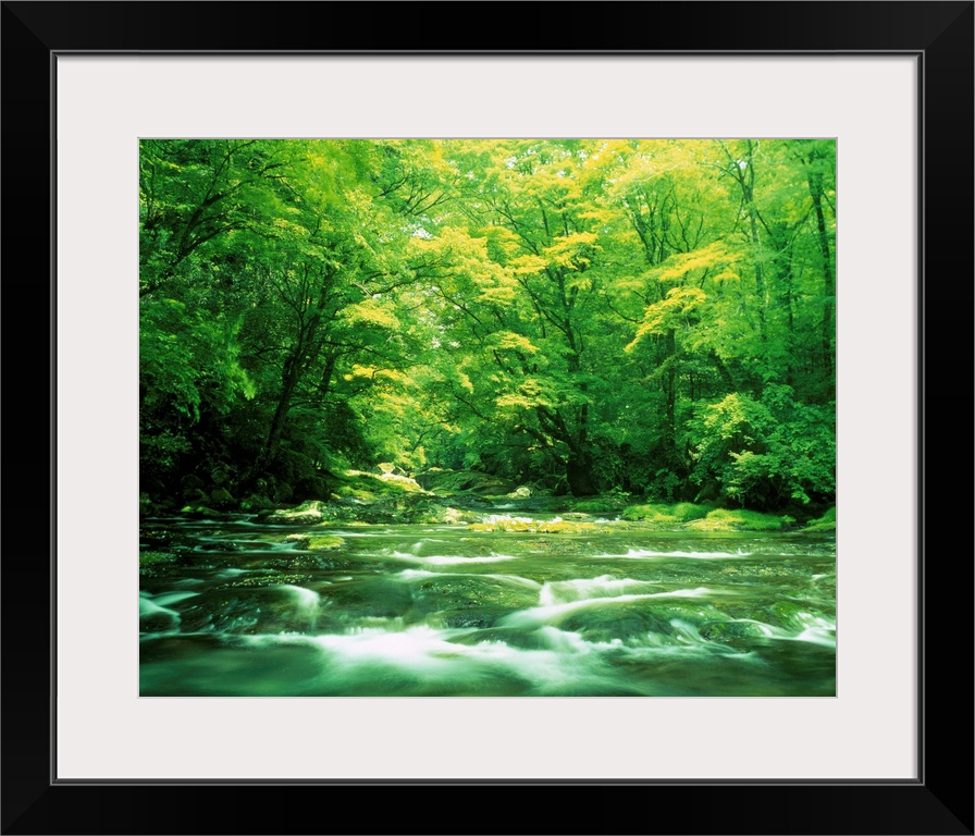 Stream flowing through a forest