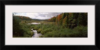 Stream flowing through a forest, Ottawa National Forest, Upper Peninsula, Michigan