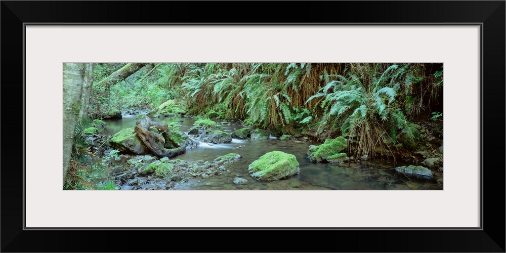 Stream flowing through a rainforest, Van Damme State Park, Mendocino, California