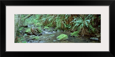 Stream flowing through a rainforest, Van Damme State Park, Mendocino, California