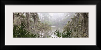 Stream passing through a forest, South Creek, Oscar Scherer State Park, Osprey, Sarasota County, Florida
