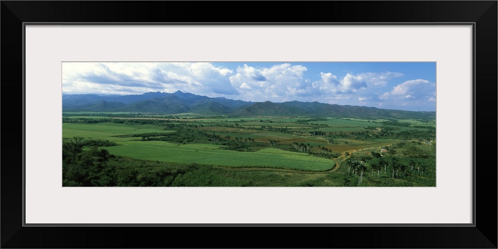 Sugar cane fields, Cienfuegos, Cienfuegos Province, Cuba