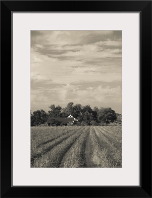 Sugar cane in a field, Emma, Iberia Parish, Louisiana