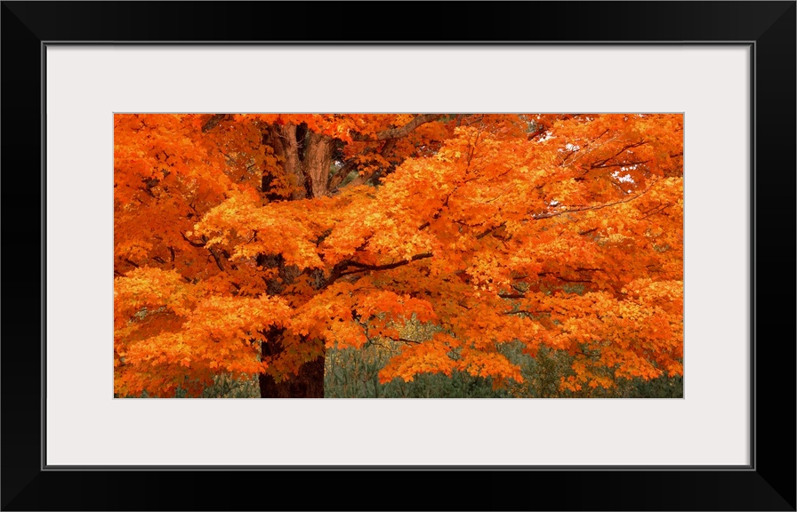 This landscape photograph is a close up of vibrantly colored leaves on a New England tree in autumn.