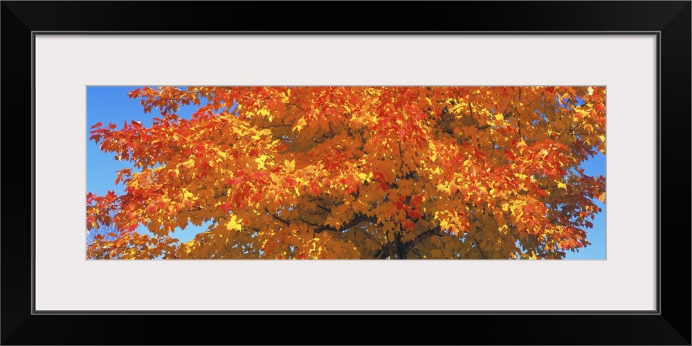 Large horizontal photograph of vibrant, fall colored leaves on a sugar maple tree, in front of a bright blue sky.