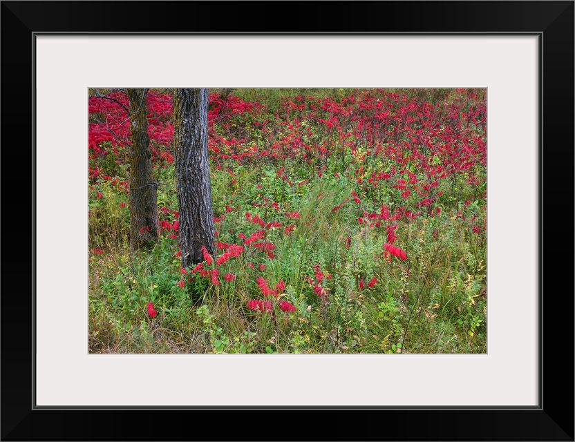 Sumac plants with berries growing around trees, Buffalo River State Park, Minnesota