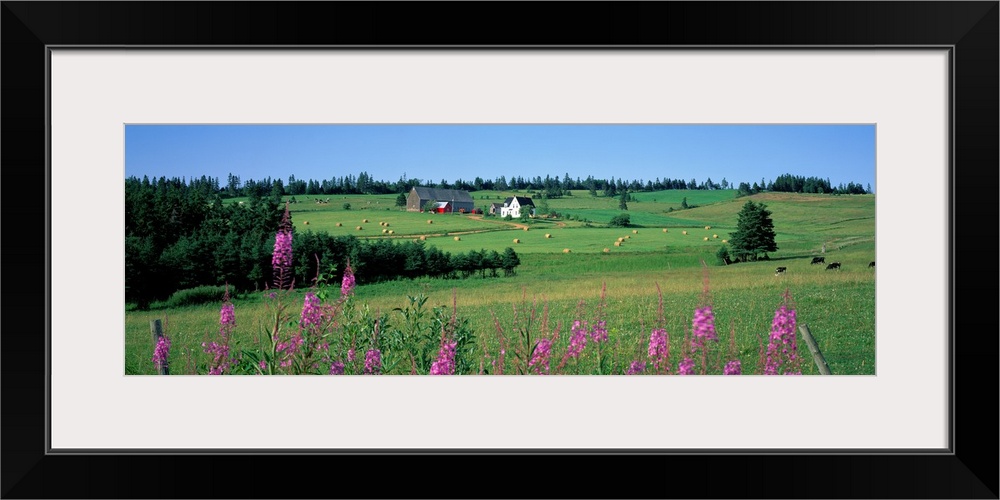 Summer Fields and Farm Prince Edward Island Canada