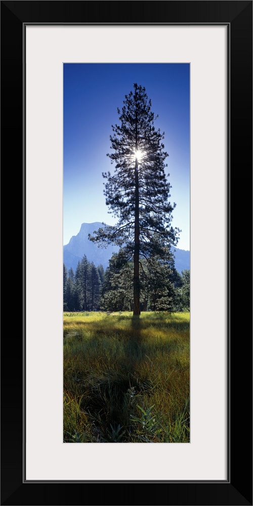 Large vertical photograph of a tall pine tree in a field in Yosemite Valley, the sun directly behind the tree, casting a s...