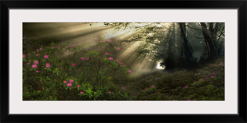 Giant, panoramic photograph of rays of sunlight streaming through trees in a forest, leading toward a flowered bush in the...
