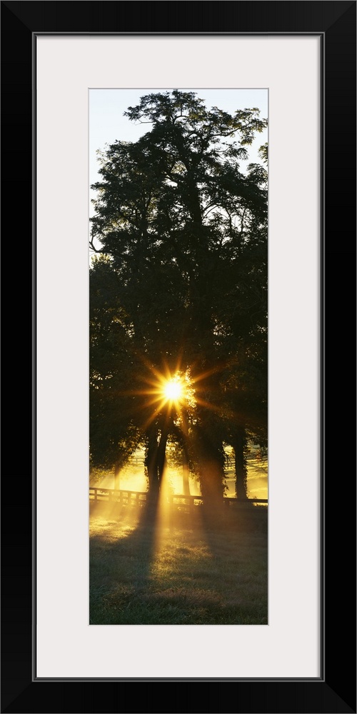 Sunbeam radiating through trees, Woodford County, Kentucky