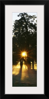 Sunbeam radiating through trees, Woodford County, Kentucky