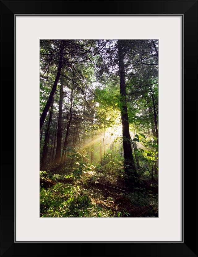 Light shines through gaps in the summer foliage to illuminate the forest floor in this vertical landscape photograph.