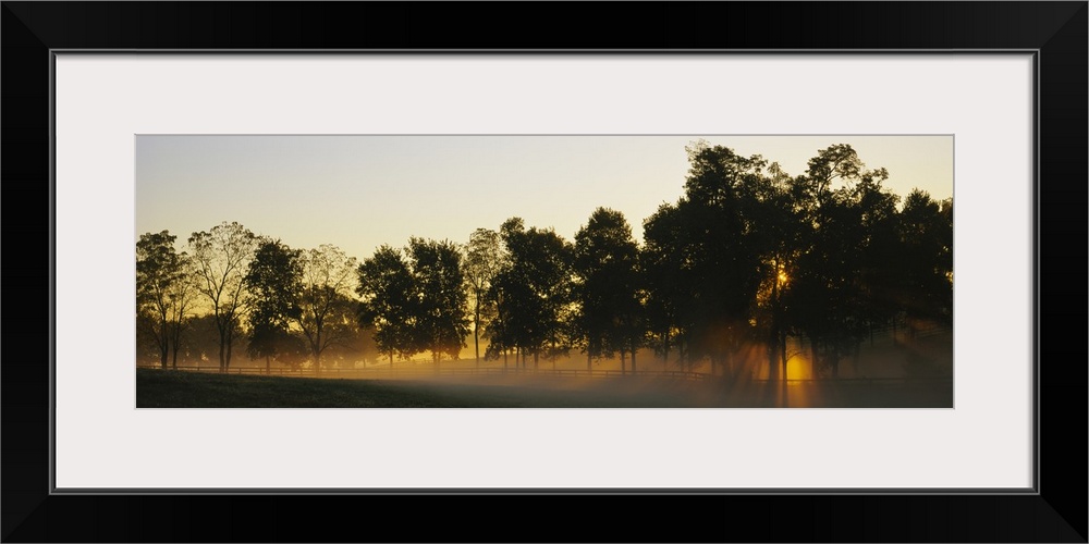 Sunbeams shining through trees, Woodford County, Kentucky