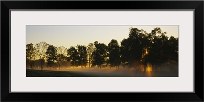 Sunbeams shining through trees, Woodford County, Kentucky