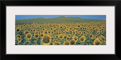 Sunflower field Andalucia Spain