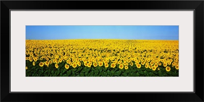 Sunflower Field ND