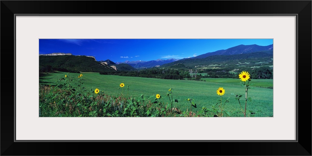 Sunflowers Cuchara Valley CO