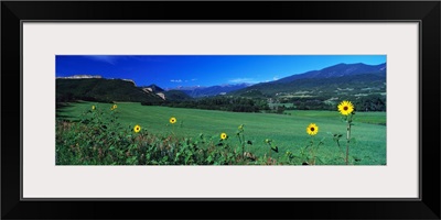 Sunflowers Cuchara Valley CO