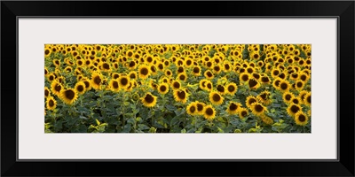 Sunflowers (Helianthus annuus) in a field, Bouches-Du-Rhone, Provence, France