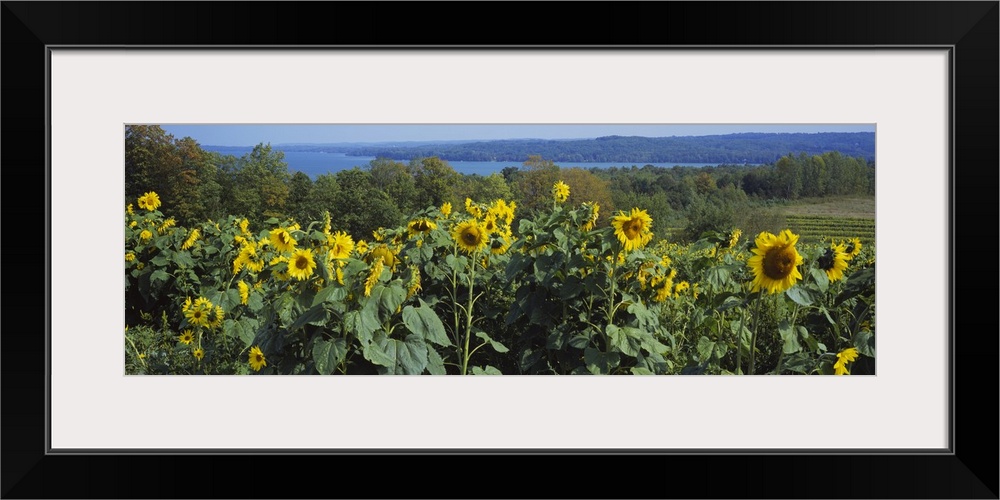 Sunflowers (Helianthus annuus) in a field, Leland, Michigan