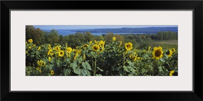 Sunflowers (Helianthus annuus) in a field, Leland, Michigan