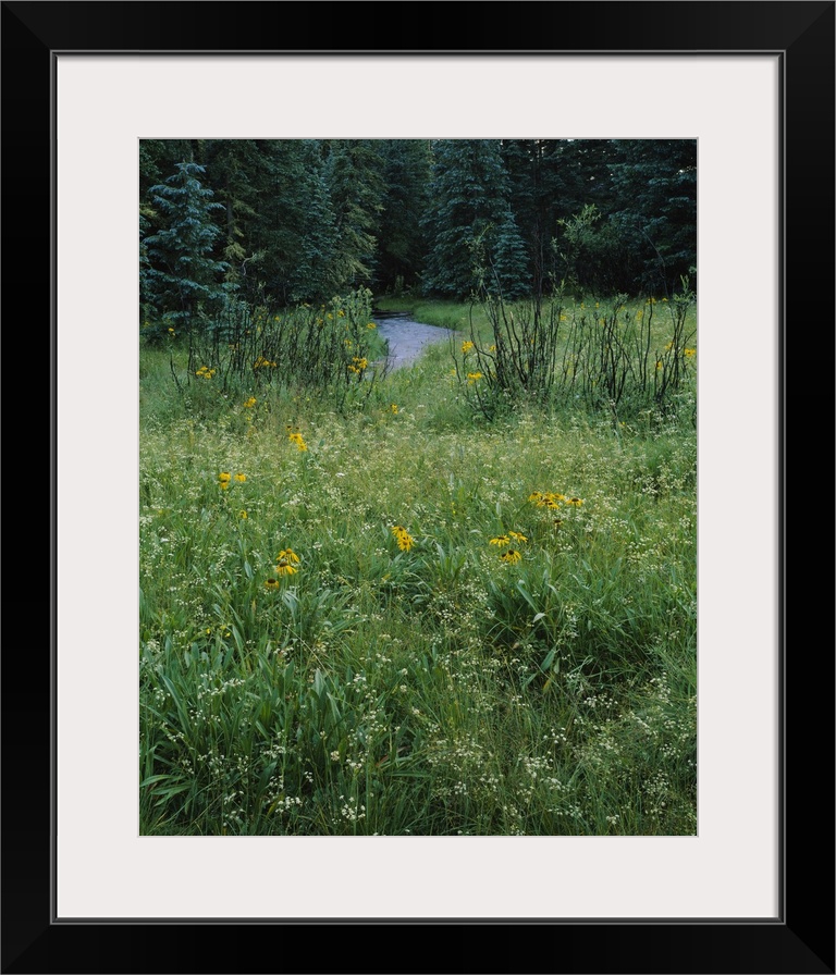 Sunflowers (Helianthus annuus) in a forest, Little Colorado River, Mt Baldy Wilderness Area, Apache-Sitgreaves National Fo...