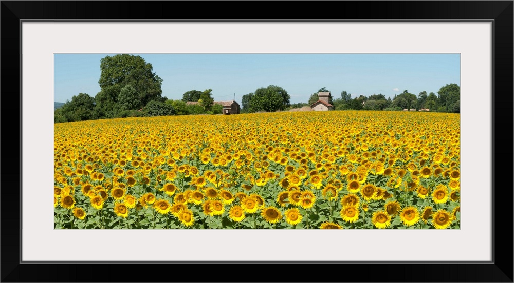 Sunflowers in a field, Cadenet, Vaucluse, Provence Alpes Cote dAzur, France