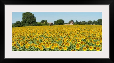 Sunflowers in a field, Cadenet, Vaucluse, Provence Alpes Cote dAzur, France