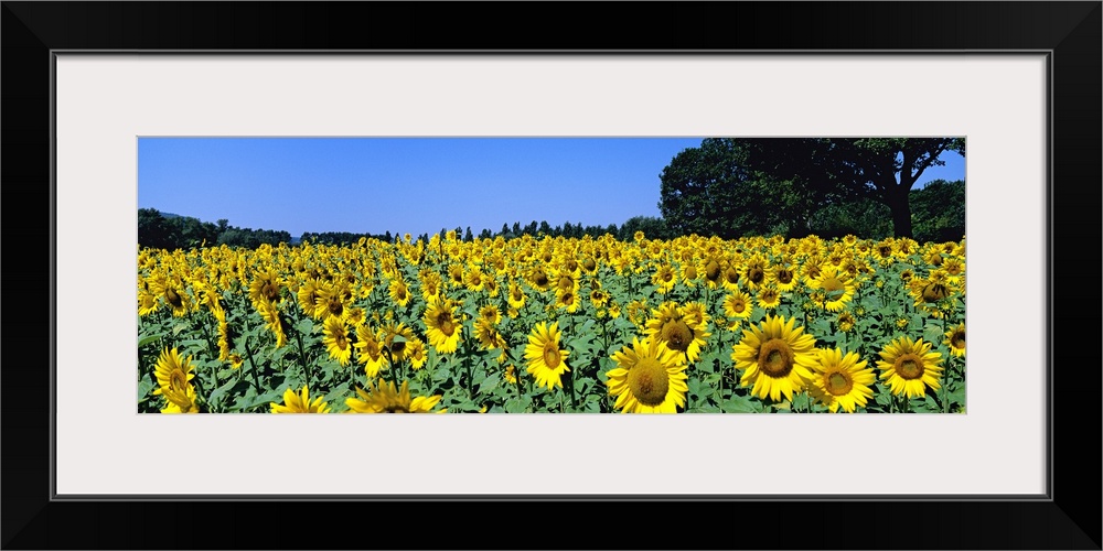 Sunflowers in a field, Provence, France