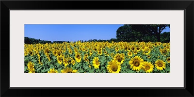 Sunflowers in a field, Provence, France