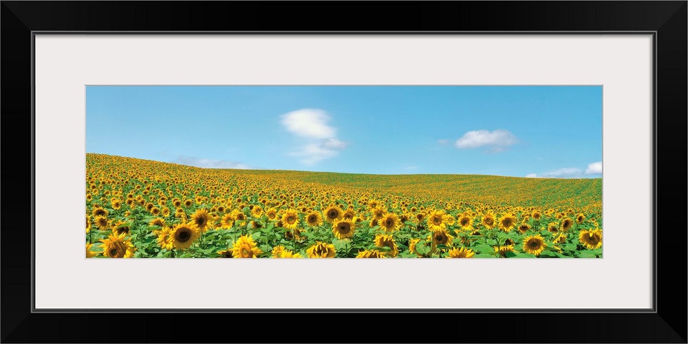 Sunflowers in field