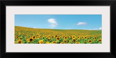 Sunflowers in field