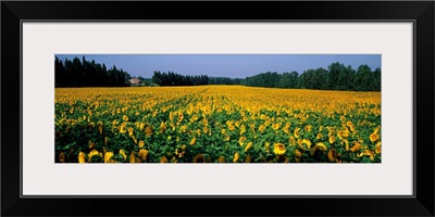 Sunflowers St Remy de Provence Provence France