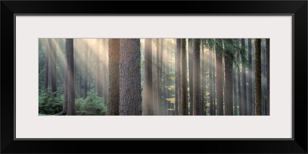 Panoramic photograph of forest with sun peering through the scattered tall tree barks.
