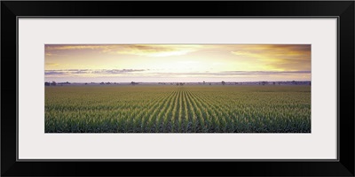 Sunrise Corn Field Sacramento CA