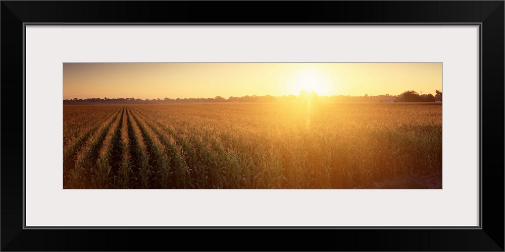 Sunrise Corn Field Sacramento CA