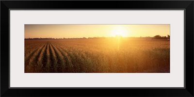 Sunrise Corn Field Sacramento CA