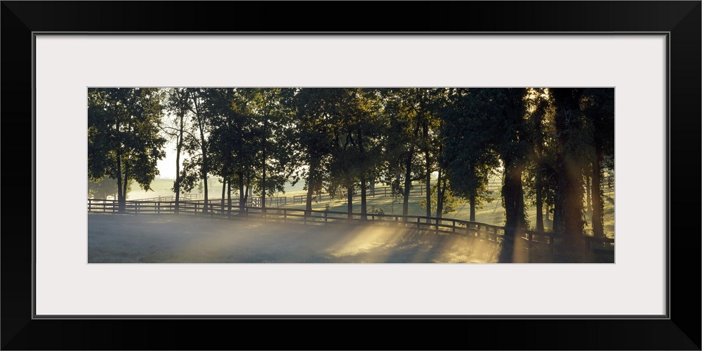 Panoramic photograph of fenced pasture surrounded by trees and fog at dawn.